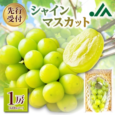 【先行受付:2026年10月上旬以降発送分】シャインマスカット 1房_Y010-0658