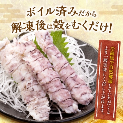 【獲れたての味!】ボイルシャコ300g×2_Y022-0022