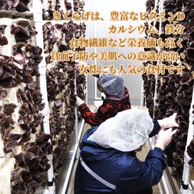 【余市産】細切り乾燥きくらげ(10g)×2Pセット_Y034-0062