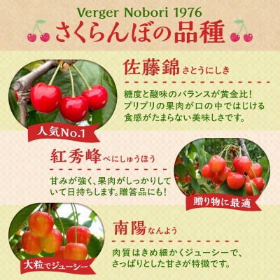 【2026年産 先行受付】北海道余市産 さくらんぼ「サミット」500g×2パック_Y103-0056