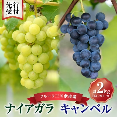 【先行受付】フルーツ王国余市産「ナイアガラ・キャンベル」2kg【ニトリ果樹園】_Y074-0126