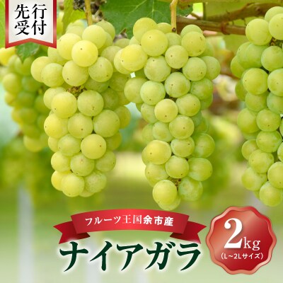 【先行受付】フルーツ王国余市産「ナイアガラ」2kg【ニトリ観光果樹園】_Y074-0125