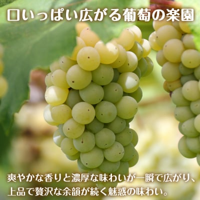 セコマ 北海道余市産 ナイアガラソーダ 500ml 24本入　炭酸飲料_Y020-0675