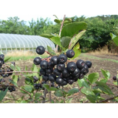 余市産 アロニア・ぶどう果汁100%ジュース 添加物無添加 180ml×30本_ Y018-0070