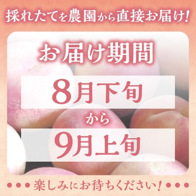 【2025年8月下旬より発送】桃「あかつき」4kg(12～20玉)_Y103-0016