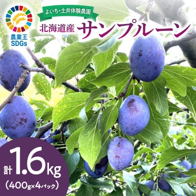 【先行受付:2026年9月中旬以降発送】余市産 生プルーン 1.6kg_Y127-0018