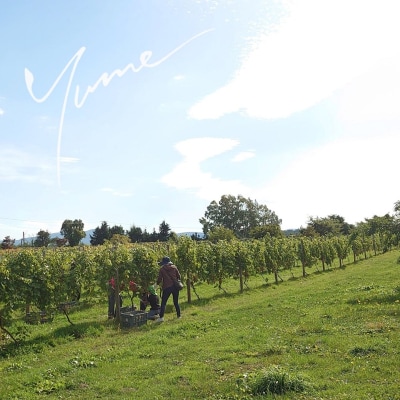 【数量限定】余市「ワイナリー夢の森」ケルナー2023 750ml_Y034-0111