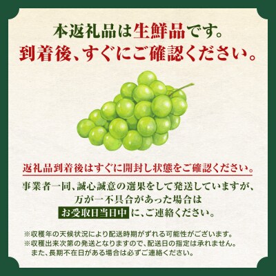 【2026年産 先行受付】ご家庭用 ナイアガラ 2kg(6～10房)_Y103-0066