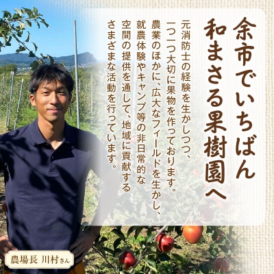 【2026年産 先行受付】ご家庭用 ナイアガラ 2kg(6～10房)_Y103-0066