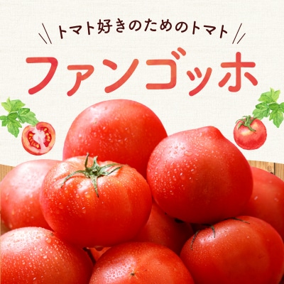 【先行受付7月】ファンゴッホ 4kg 肉厚中玉トマト 酸味と甘みのバランス_Y124-0027