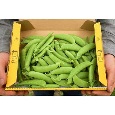 【2026年6月上旬頃より発送】スナップエンドウ 1Kg 産地直送 _Y124-0048 