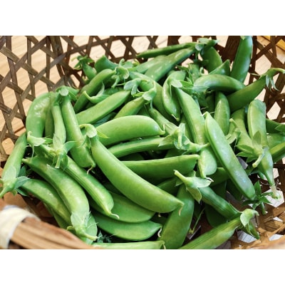 【2026年6月上旬頃より発送】スナップエンドウ 2Kg 産地直送_Y124-0049 