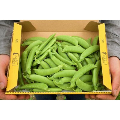 【2026年6月上旬頃より発送】スナップエンドウ 3Kg 産地直送_Y124-0050 
