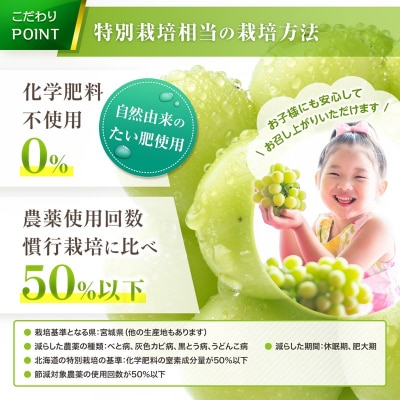 【先行受付:9月上旬以降発送】北海道産シャインマスカット 1kg【秀品2房】_Y164-0002