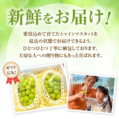【先行受付:9月上旬以降発送】北海道産シャインマスカット 1kg【秀品2房】_Y164-0002