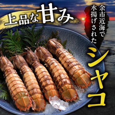 【獲れたての味!】ボタンエビ300g・甘エビ300g・ボイルシャコ300g_Y022-0028