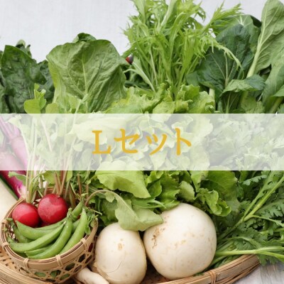 信州北八ヶ岳からお届け～ちいさな畑セット～(Lサイズ　3～4人前)有機野菜〔NK-02〕