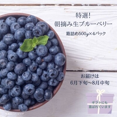 特選!朝摘みブルーベリー　箱詰め500g×4パック　計約2kg×1箱　〔YU-01〕