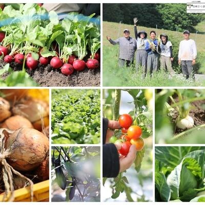 いそベジ農場の季節の野菜詰め合わせセット　定期便　4回便〔IV-04〕