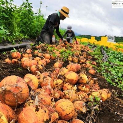 【先行受付・2025年発送】いそベジ農場の季節の野菜詰合せセット　定期便　6回〔IV-06〕