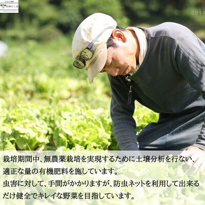 【先行受付・2025年発送】いそベジ農場の季節の野菜詰合せセット　定期便　8回〔IV-08〕