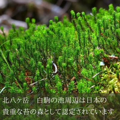 青苔荘 苔(コケ)との出会い 観察ツアー優待券 3名様用〔SE-01-03 