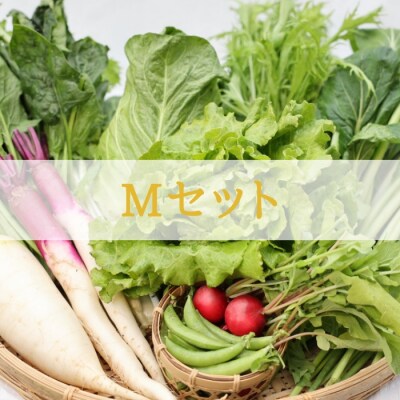 定期便　4カ月　信州北八ヶ岳からお届け～ちいさな畑セット～(Mサイズ　2～3人前)〔NK-01-4〕