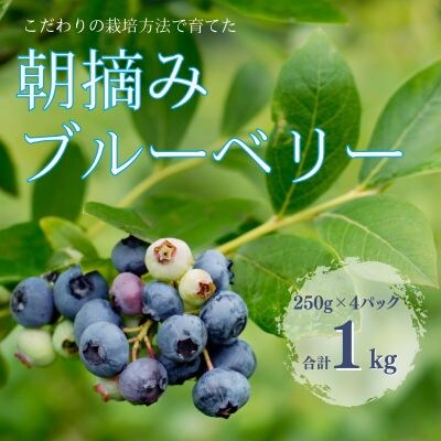 栽培方法と鮮度にこだわった　朝摘みブルーベリー　生食用　250g×4パック　計1kg　〔IK-01〕