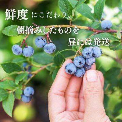 栽培方法と鮮度にこだわった　朝摘みブルーベリー　ジャム用　1kg×3袋　計3kg　〔IK-02-3〕