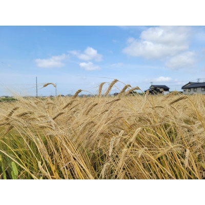 安城産大麦使用クラフトビール2種4本詰め合わせセット