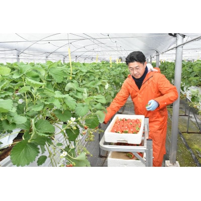 【碧海そだち】安城いちご『愛きらり』250g×4パック(7～12玉入/1パック)