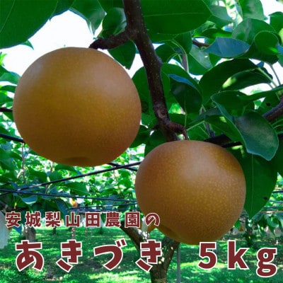 安城梨山田農園のあきづき　5kg【大玉】