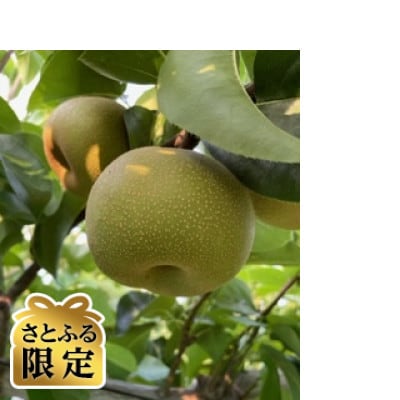 【さとふる限定】2026　安城産豊水梨 3kg入り(6個～8個)