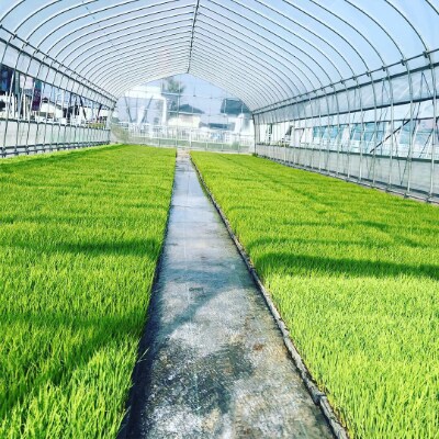 幸せ手こまい　コシヒカリと彩のきずなセット