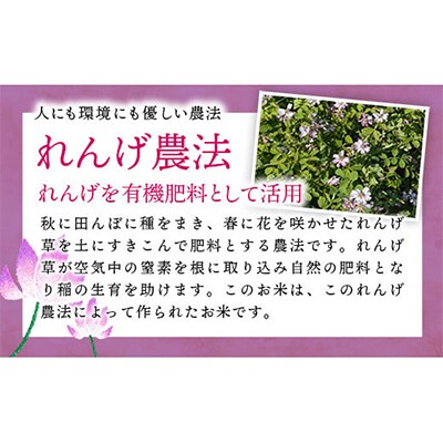 レンゲ米　こしひかり　無洗米・精米　4.5kg×2袋