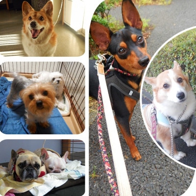 【愛犬宿泊～Dog Runs Well(ペットホテル)～割引券】