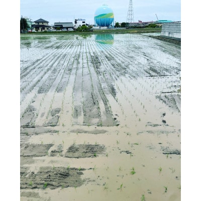 埼玉県幸手市産特別栽培コシヒカリ　精米5kg