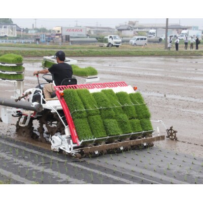【幸ヒカリ】栽培期間中農薬・化学肥料不使用　埼玉県幸手市産コシヒカリ玄米10kg