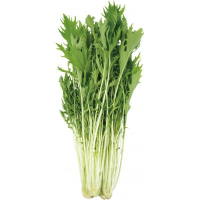 「みず菜」150g×20袋