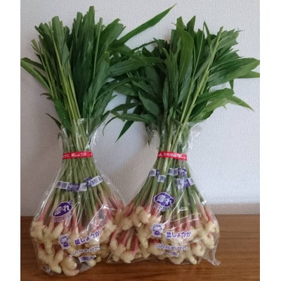 爽やかな辛味　生で食べられる「葉しょうが」4kg