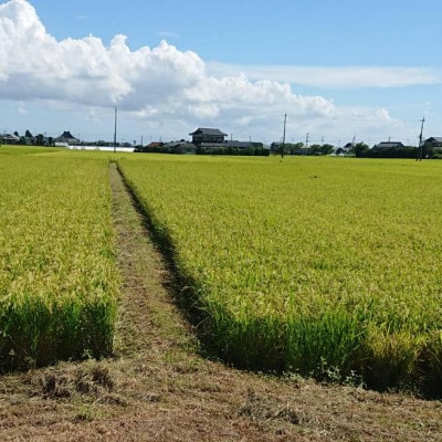 令和7年産新米【栽培期間農薬不使用】こしひかり白米10kg