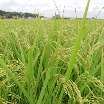 令和7年産新米【栽培期間農薬不使用】こしひかり白米10kg