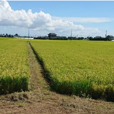 令和7年産新米【栽培期間農薬不使用】こしひかり玄米10kg