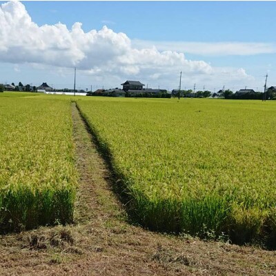 令和7年産新米【栽培期間農薬不使用】こしひかり白米5kg