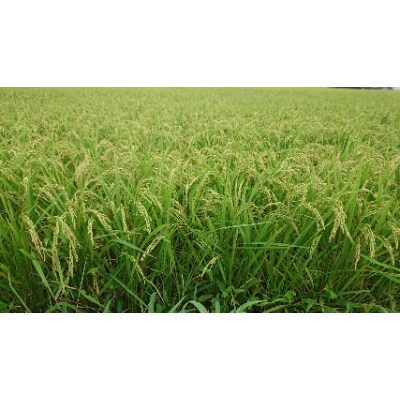 令和7年産新米【できるだけ農薬を減らした】こしひかり玄米5kg