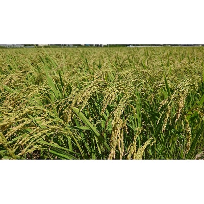 令和7年産新米【できるだけ農薬を減らした】こしひかり玄米5kg
