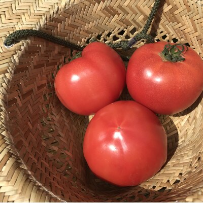 【身体が喜ぶ野菜とお米】こしひかり玄米5kgと季節の野菜(おまかせ4～5品)