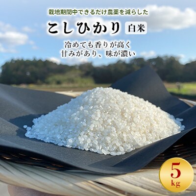 【毎月定期便】【栽培期間中できるだけ農薬を減らした】こしひかり白米5kg全3回
