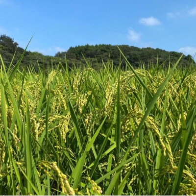 【毎月定期便】【栽培期間中できるだけ農薬を減らした】こしひかり白米10kg全3回