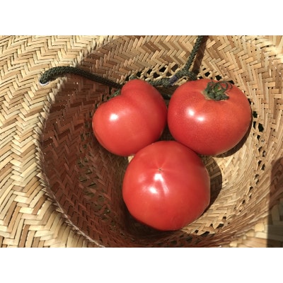 【発送月固定定期便】【ハーフサイズ】栽培期間中農薬不使用『身体が喜ぶ野菜』詰め合わせ全10回